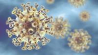 Coronavirus - celler - infektion - 3840x2160